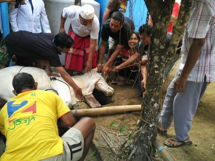 Warga Nglenthong Karangkulon RT 01 Menyembelih Hewan Qurban