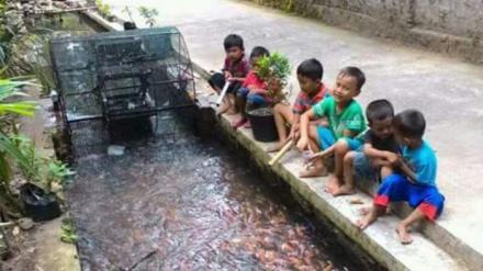 Keren! Tidak cuma bersih, sungai di Singosaren juga penuh dengan ikan lho