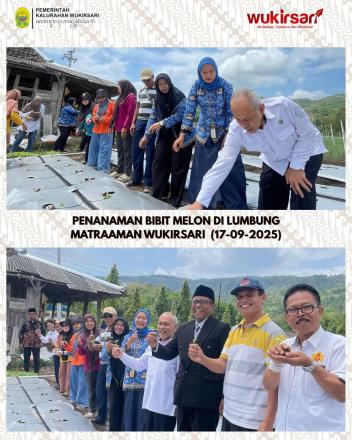Penanaman Bibit Melon di Lumbung Mataraman Wukirsari